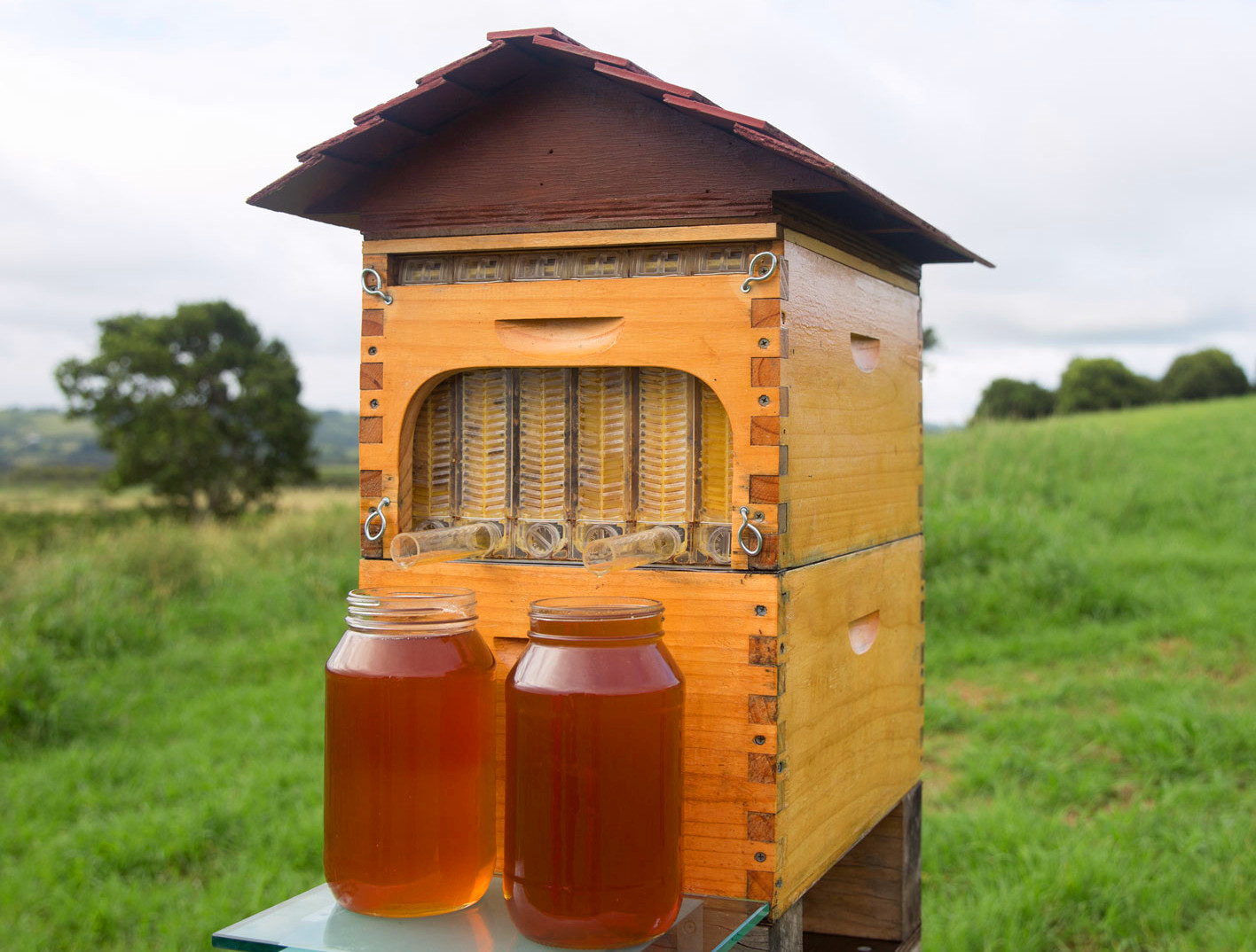 Flow Hive puts honey on tap directly from the beehive BEEFARM