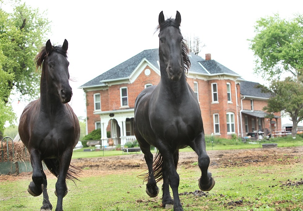 Дом и лошади
