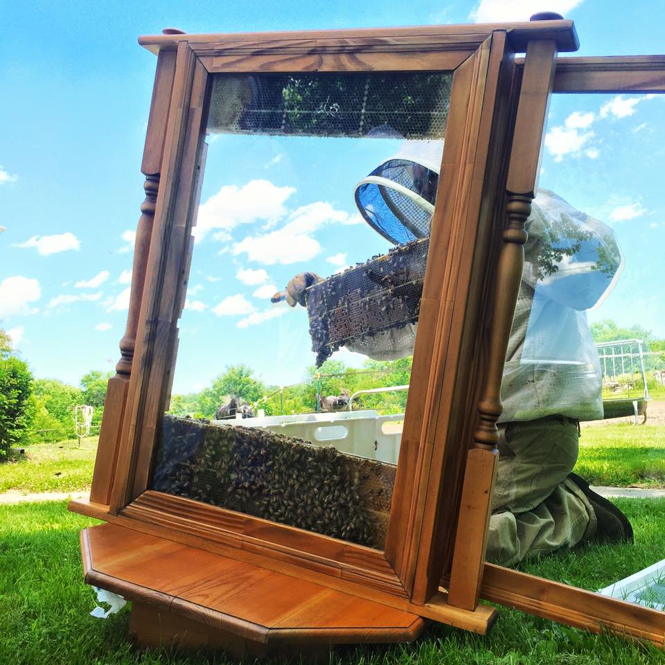 Observation hive