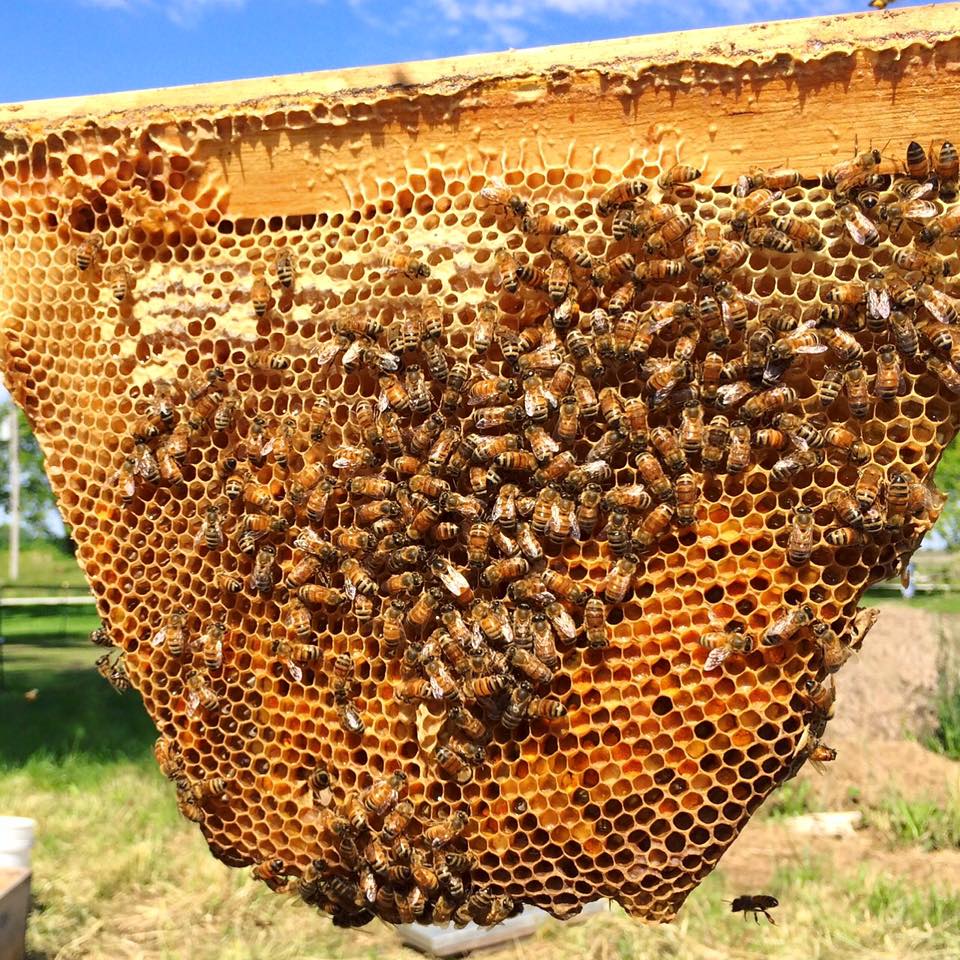 Top bar comb, spot the queen