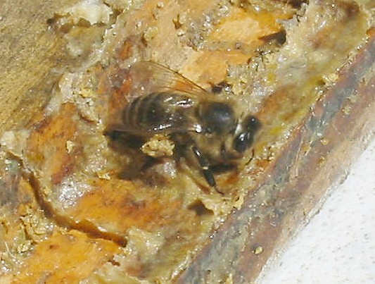 Пчела, собирающая прополис