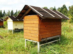 Lazutin's hive